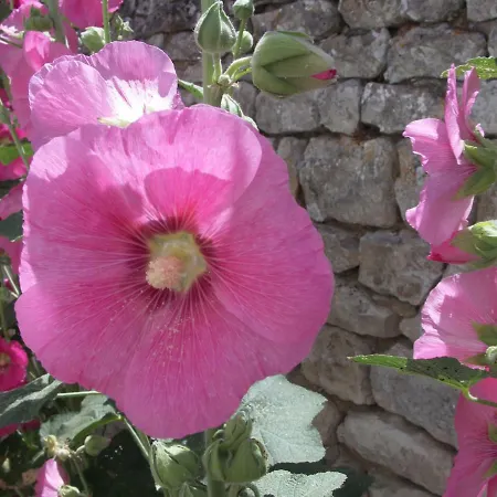 Holiday home Maison Telline Saint-Martin-de-Re